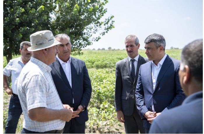 İnam Kərimov Salyanda pambıqçı fermerlərlə görüş keçirdi — FOTOLAR
