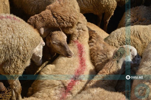 Bayramda qurbanlıq heyvanların satış məntəqələri ilə bağlı RƏSMİ AÇIQLAMA.